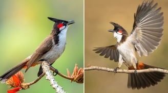 3 loài chim bay vào nhà là đại phú đại quý, tiền vào như nước, đừng dại đuổi đi