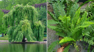 Các cụ dặn: 5 loại cây tuyệt đối không trồng trước nhà