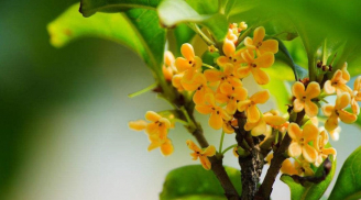 Trước nhà trồng quế thơm, quý nhân sẽ phù trợ, làm thay đổi vận mệnh may mắn cho gia đình