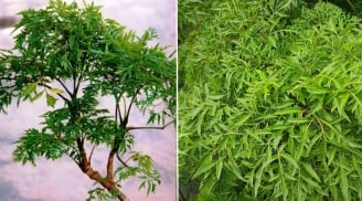 Cây đinh lăng hút tài lộc, trồng ở vị trí nào trong nhà là tốt nhất?