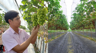 Kỹ sư bỏ phố về quê, ‘lên đời’ nhờ trồng nho quý tộc, thu nửa tỷ mỗi năm