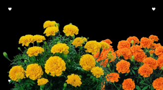 Vì sao hoa cúc vạn thọ lại bị kiêng trồng trước nhà? Rất nhiều người không biết đại kỵ này