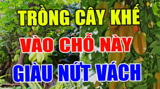 Khế là loại cây chiêu tài đón lộc đừng trồng linh tinh: Đặt ở vị trí này giàu có 3 đời