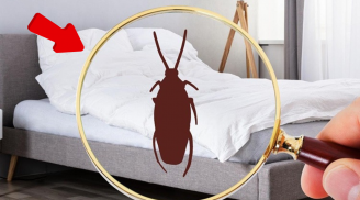 Mẹo đuổi sạch côn trùng trong phòng ngủ đơn giản và hiệu quả
