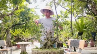 Biến cây dại thành cây bonsai giá triệu độ, nằm trong bộ Tứ Linh, có tiền chưa chắc đã mua được