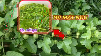 Loại cây dại mọc nay bán 100 nghìn/kg, lá sủi bọt như xà phòng, ăn vừa ngon vừa bổ