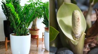 Loại nước tốt nhất cho cây kim tiền, kiên trì tưới 2 tuần 1 lần là cây sớm ra hoa