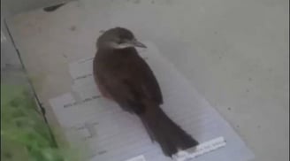 Nhà bỗng có 2 con chim vào làm tổ, đừng dại mà xua đuổi chúng