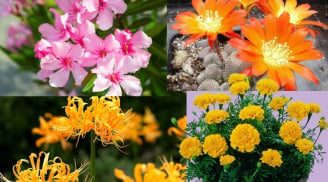 Những loại cây này nở hoa rất đẹp nhưng chúng hủy hoại phong thủy, tài sản tiêu tán, tránh trồng trong nhà