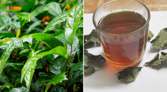 Uống nước xạ đen có tác dụng gì?