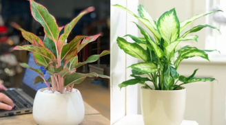 Cách chọn cây cảnh hợp với công việc của bạn, để tiền vào như nước