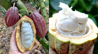 Loại quả ‘vô danh’ xưa nay bỗng hóa đặc sản chua ngọt, giới sành ăn ‘săn lùng’ ráo riết