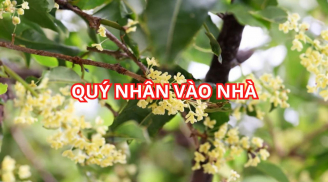 Cây cảnh này được người xưa xem như quý nhân, giúp gia đình vượt khó làm giàu. Đó là cây gì?