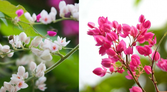 Trồng hoa tigon (ti gôn) trước nhà có tốt về phong thủy không?