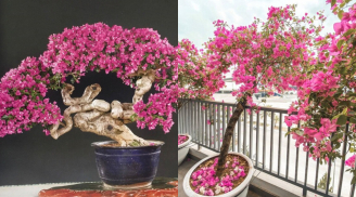 Bí quyết 3 ‘lười’ giúp hoa giấy nở tưng bừng, rực rỡ suốt mấy tháng