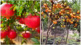 Các cụ dặn kỹ: Nhà to hay nhỏ đều được chỉ cần trồng 3 loại cây này Phúc Lộc vô biên, cực kỳ giàu