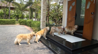 Lợn đến nhà thì nghèo, chó đến nhà thì phú, mèo đến nhà thì tang tóc xui xẻo