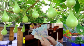 Trồng bầu trước cửa, phúc lộc vào nhà, xui xẻo tránh xa, con cháu biết 'ăn lộc' quanh năm