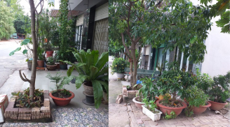 Trồng cây cảnh để chậu cây trước nhà có vi phạm pháp luật không, có bị xử phạt không, bạn đã làm đúng chưa?