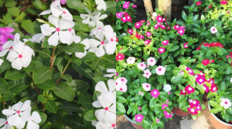 Loài hoa chịu nắng chịu hạn, nở rực rỡ hơn 300 ngày/năm, cắm đất 1 tháng là bén rễ