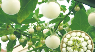 Trồng cà pháo trắng muốt, sai trĩu quả, cực kỳ đơn giản, nhìn là muốn ăn