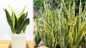 Thầy phong thủy nhắc: 'Trồng cây lưỡi hổ đừng phạm 5 điều này kẻo tiền bạc đội nón ra đi'