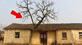 Tổ Tiên nói: '4 cây trồng trong dương trạch, tai ách từ trên trời rơi xuống', 4 cây đó là gì?