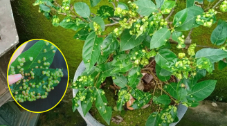 Ăn lá sung bị nổi nốt sần có sao không?
