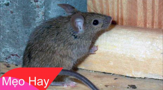 6 cách đuổi chuột khỏi nhà cực kỳ hiệu quả, ai cũng làm được