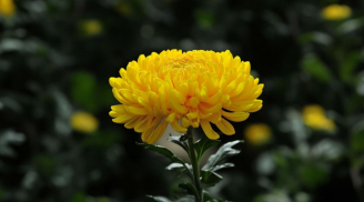 Tại sao hoa cúc thường được dâng thắp hương gia tiên nhưng ít người trồng hoa cúc ở nhà?