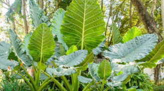 Loài cây lá to rất dễ trồng, thu hút tài lộc, lá càng to càng nhiều may mắn