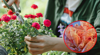 5 loại rác là phân bón tự nhiên cho cây trồng, vừa tốt vừa tiết kiệm