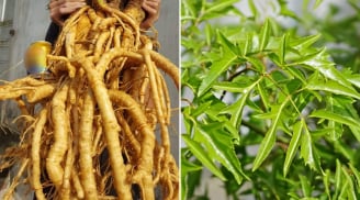 Uống nước rễ đinh lăng hằng ngày có tốt không?