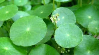 3 cây cảnh này một khi nở hoa là điềm báo “giàu sang phú quý”, mang may mắn sắp đến