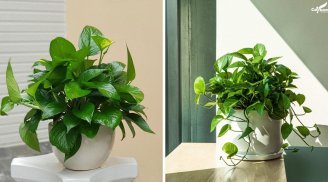 Cây trầu bà cứ trồng ở vị trí này là 'gánh lộc' vào nhà: Hợp nhất với người thuộc mệnh nào?