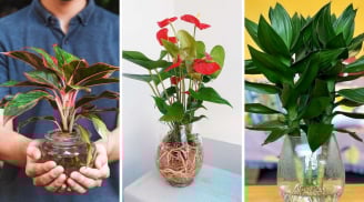 7 loại cây trồng đẹp mắt không cần đất vẫn xanh tốt mơn mởn: Không mất công chăm, ai cũng trồng được