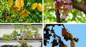 Trồng cây khế trước nhà mang ý nghĩa như thế nào? Có tốt không?