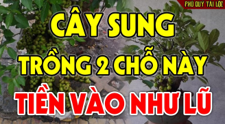 Trồng cây Sung trước hay sau nhà thì tốt cho phong thủy gia đình hơn?