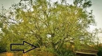 Nghèo khó đến đâu cũng đừng chặt 3 cây này, về sau con cháu vượng phúc, vượng lộc