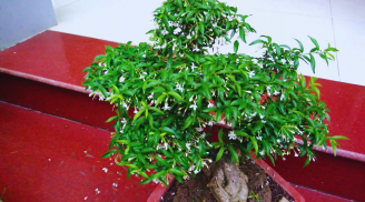 Trồng cây Mai Chiếu Thủy trước nhà có tốt cho phong thủy gia đình không?