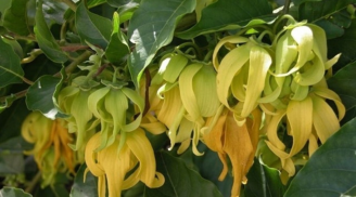 Trồng hoa Dẻ trước cửa nhà có tốt cho phong thủy gia đình không?