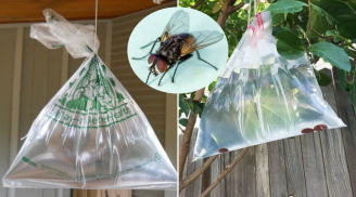 Vì sao treo túi nước trước cửa có thể đuổi được ruồi?