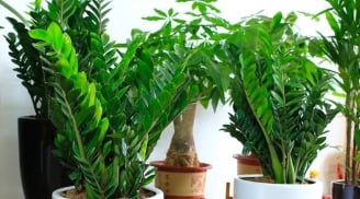Đặt cây Kim Tiền ở 2 nơi này sẽ mang lại nhiều tài lộc và may mắn