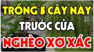 3 loại cây trồng trước cửa nhà nào nhà đó nghèo khổ: Đó là cây gì?