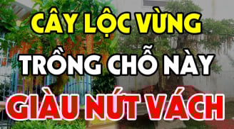 Cây lộc vừng mang vận may vào nhà: Trồng ở vị trí này cuối năm tiền vào như nước
