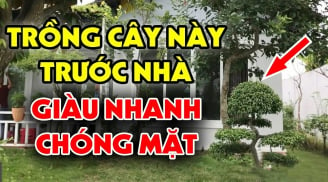 Sân nhà có 1 cây này, thần Tài rất thích, kéo tài lộc về cho con cháu 3 đời