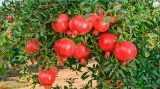 Trồng 4 cây ăn quả này ở sân, lộc vào như nước chảy, chủ nhà làm ăn phất phát