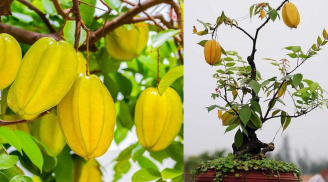 Trồng cây khế nhỏ thôi cũng giúp mang lại may mắn, đặc biệt người tuổi này hợp trồng cây khế
