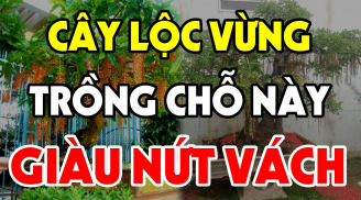 Trồng cây Lộc Vừng trước cửa nhà có tốt cho phong thủy gia đình không?
