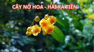 Trồng cây này trước nhà, hoa nở như vàng, uống vừa ngon tại tạo phong thủy lại tốt lành chiêu tài rước lộc
